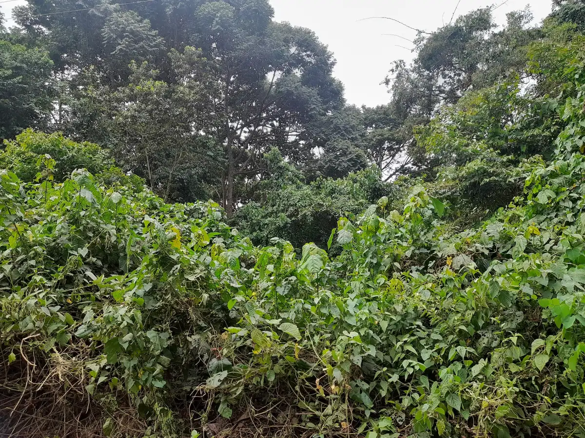 Dicht, groen bos in Mabira Forest Reserve
