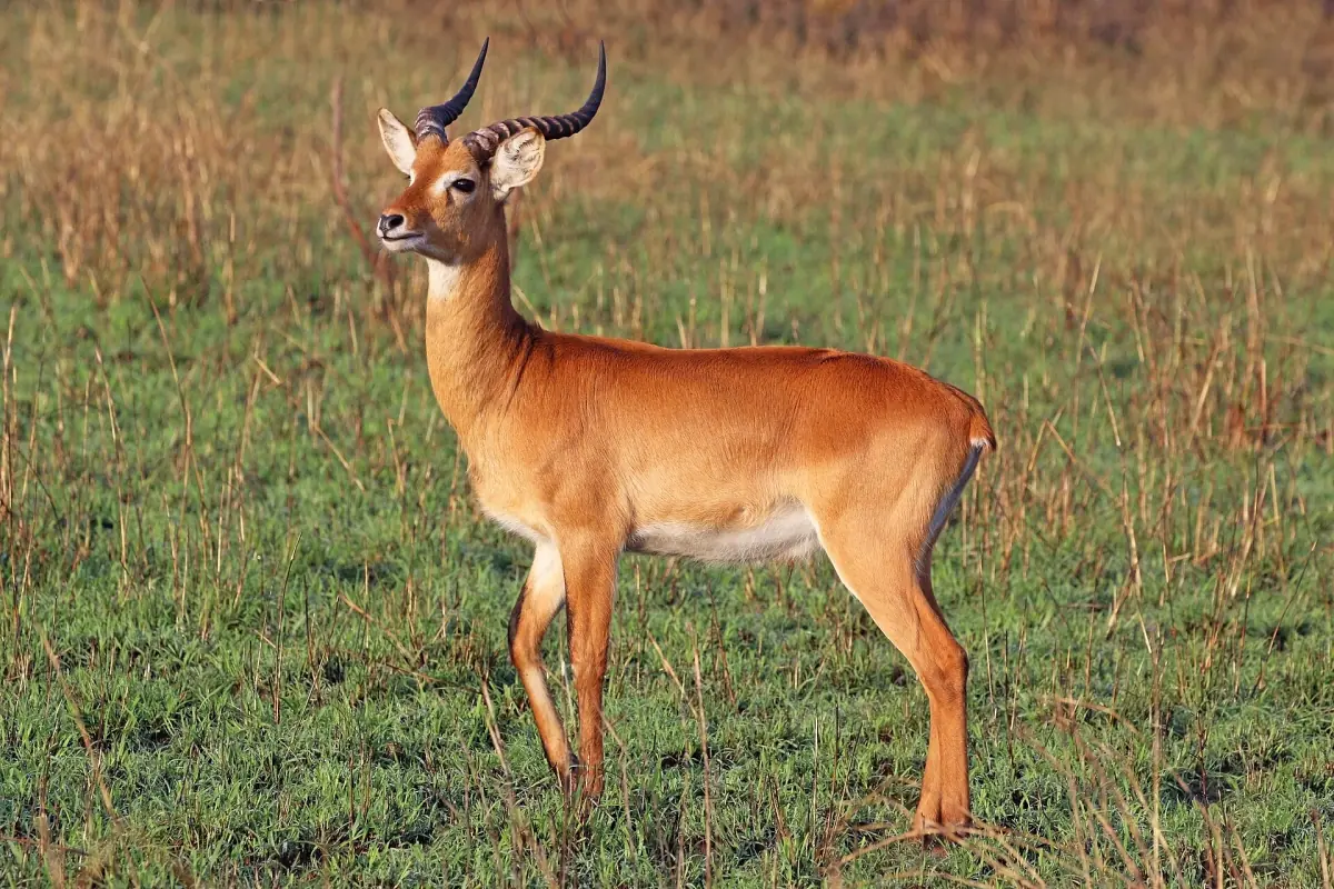 Een mannelijke Oegandese kob in grasland